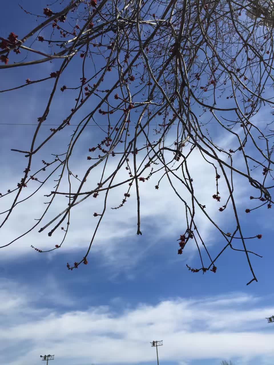 春雷